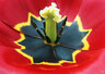 Tulip 498_13