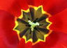 Tulip 498_08