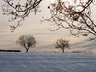 Two Trees in Snow G052_1436