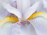White Iris G029_0881