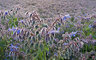 Wildflower Meadow G065_1731
