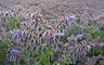 Wildflower Meadow