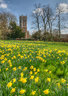 Willen Daffodils