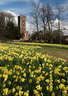 WillenDaffodils D810_001_0082