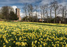 Willen Daffodils