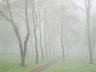 Willen Lake Trees