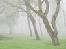 Willen Lake Trees