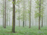 Willen Lake Trees