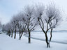 Trees in Snow G047_1306