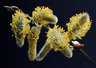 Willow Catkins 153_08
