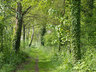 Woodland Path