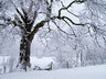 Tree in Snow G047_1265