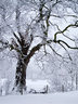 Tree in Snow G047_1266