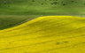 Yellow Rape Fields