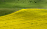 YellowAndGreen 087_0798