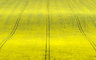 YellowField 087_0783