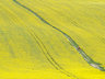 Yellow Rape Fields