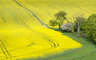 Yellow Rape Fields