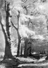 Beech Trees 043_11